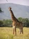 Southern Giraffe
