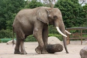 Loxodonta africana 3