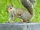 Eastern Grey Squirrel