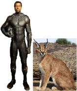 Common Caracal in Namibia
