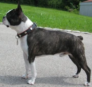 Boston Terrier zoo icon