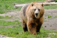 2019 Toronto Zoo Grizzly Bear.jpg (254 KB)
