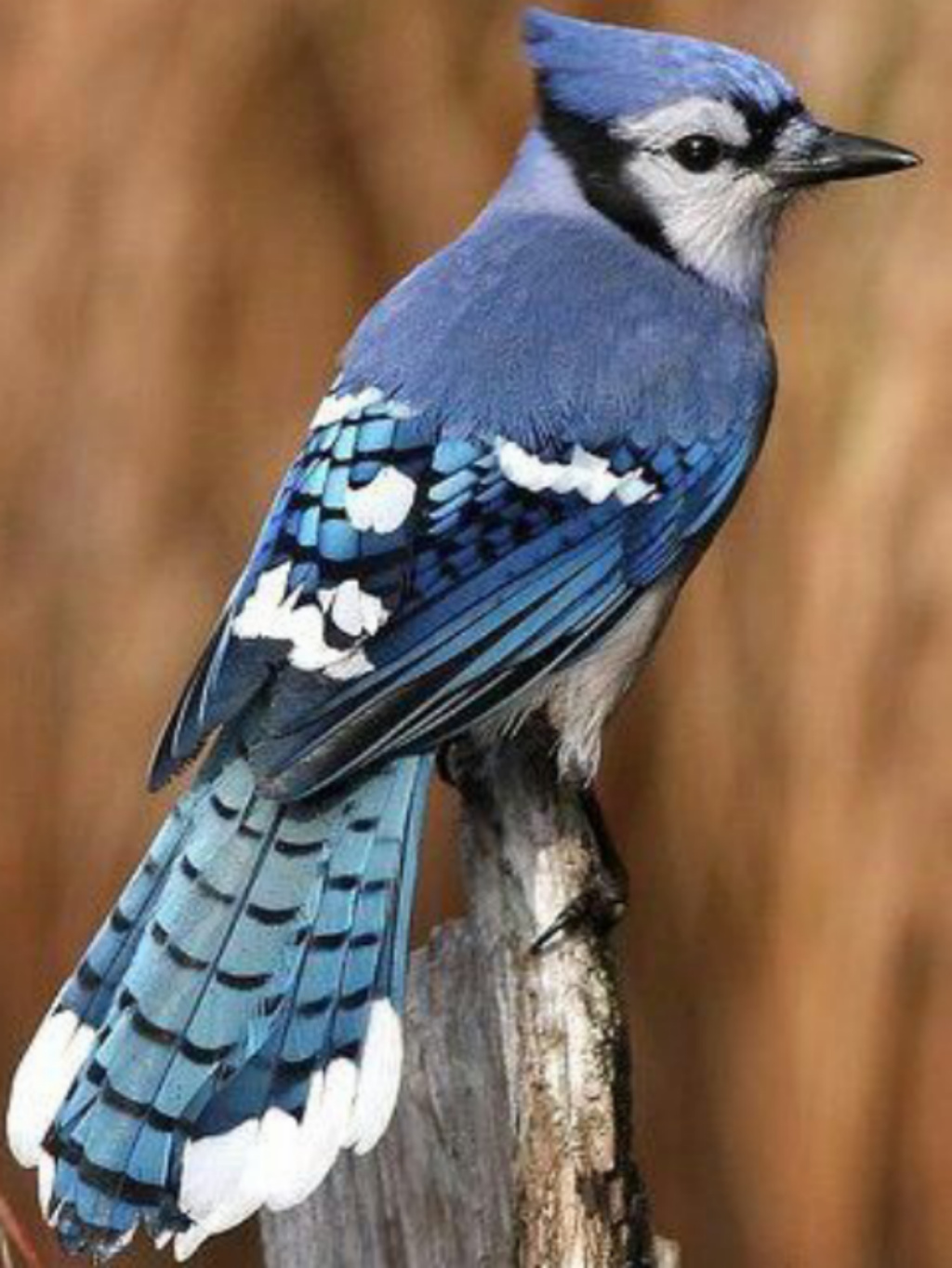 Bird Clipart-blue jay songbird with blue plumage