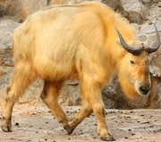 Golden Takin zoo icon