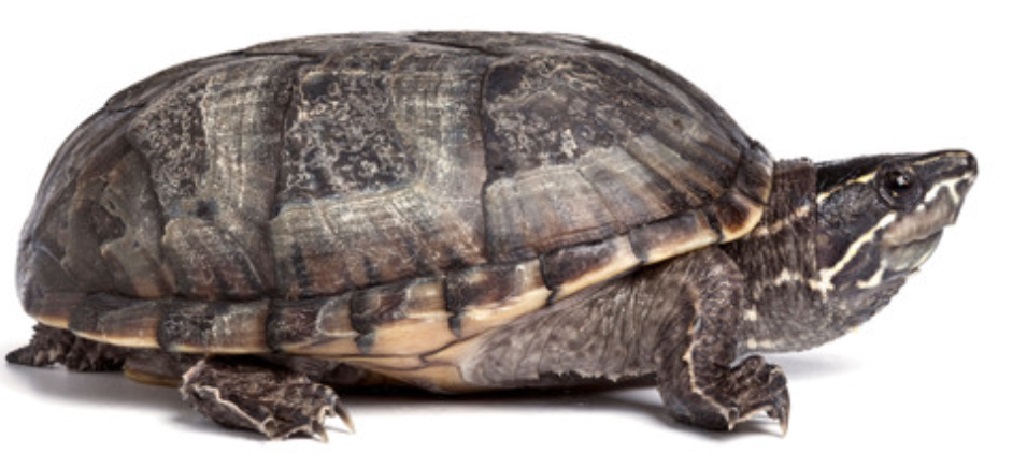 Common Musk Turtle | Zoo tycoon movie Wikia | Fandom