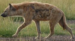 Spotted Hyena | Zoo tycoon movie Wikia | Fandom