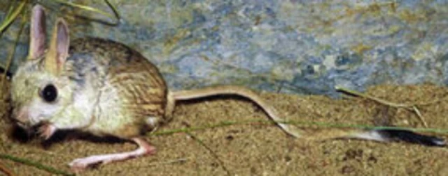 Small Fivetoed Jerboa Zoo tycoon movie Wikia Fandom