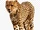 South African Cheetah