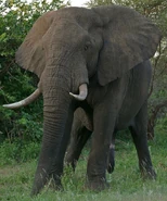 Mungo the East African Bush Elephant (Jason Marsden)
