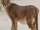 Caracal