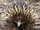 Short-beaked Echidna