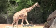 Abu the Giraffe (Tom Kenny)