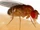 Common Fruit Fly