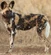 African Wild Dog[5]