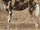 African Wild Dog