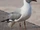 Grey-headed Gull