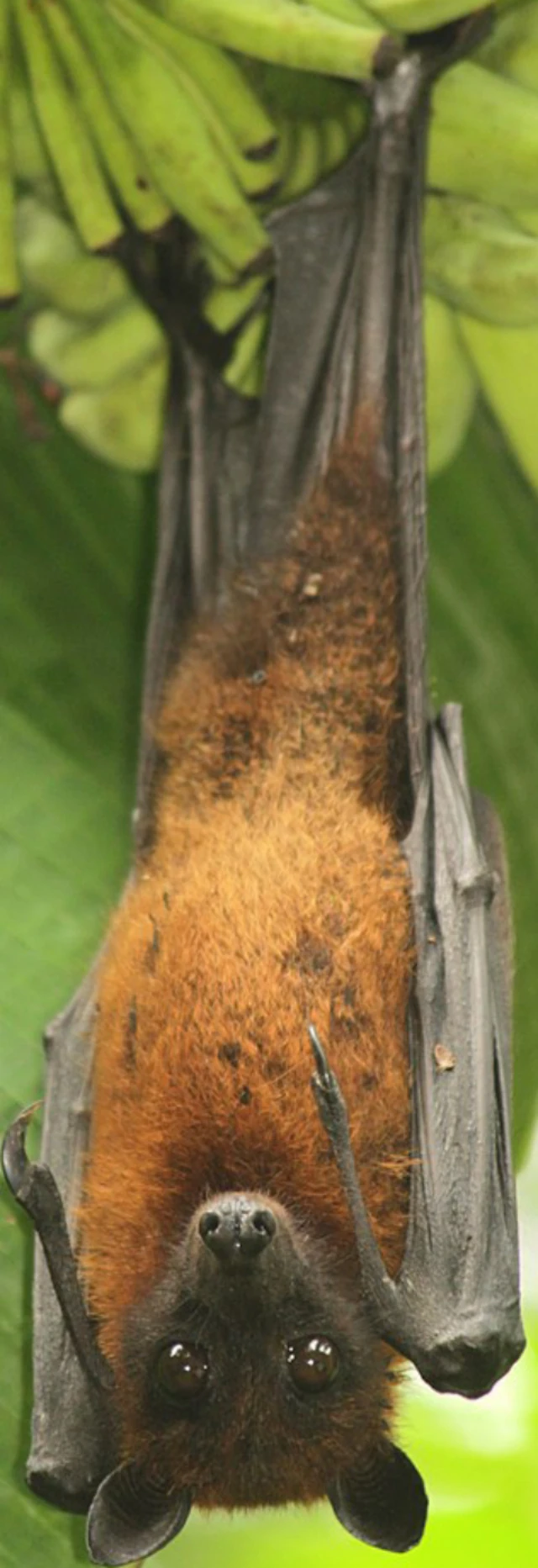 Indian Flying Fox Zoo tycoon movie Wikia Fandom