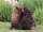 American Bison