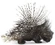 African Crested Porcupine