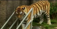 San Francisco Zoo Tiger.png (1.26 MB)