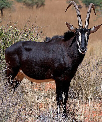 Zoo Tycoon 3: Sable Antelope