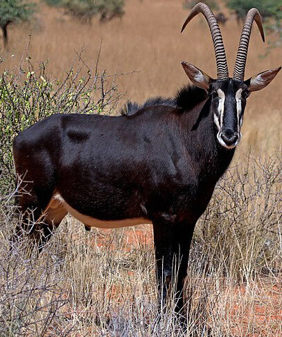 Zoo Tycoon 3: Sable Antelope 