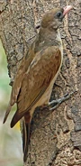 Greater Honeyguide