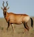[20]Hartebeest