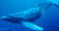Humpback Whale