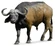 African Buffalo[14]