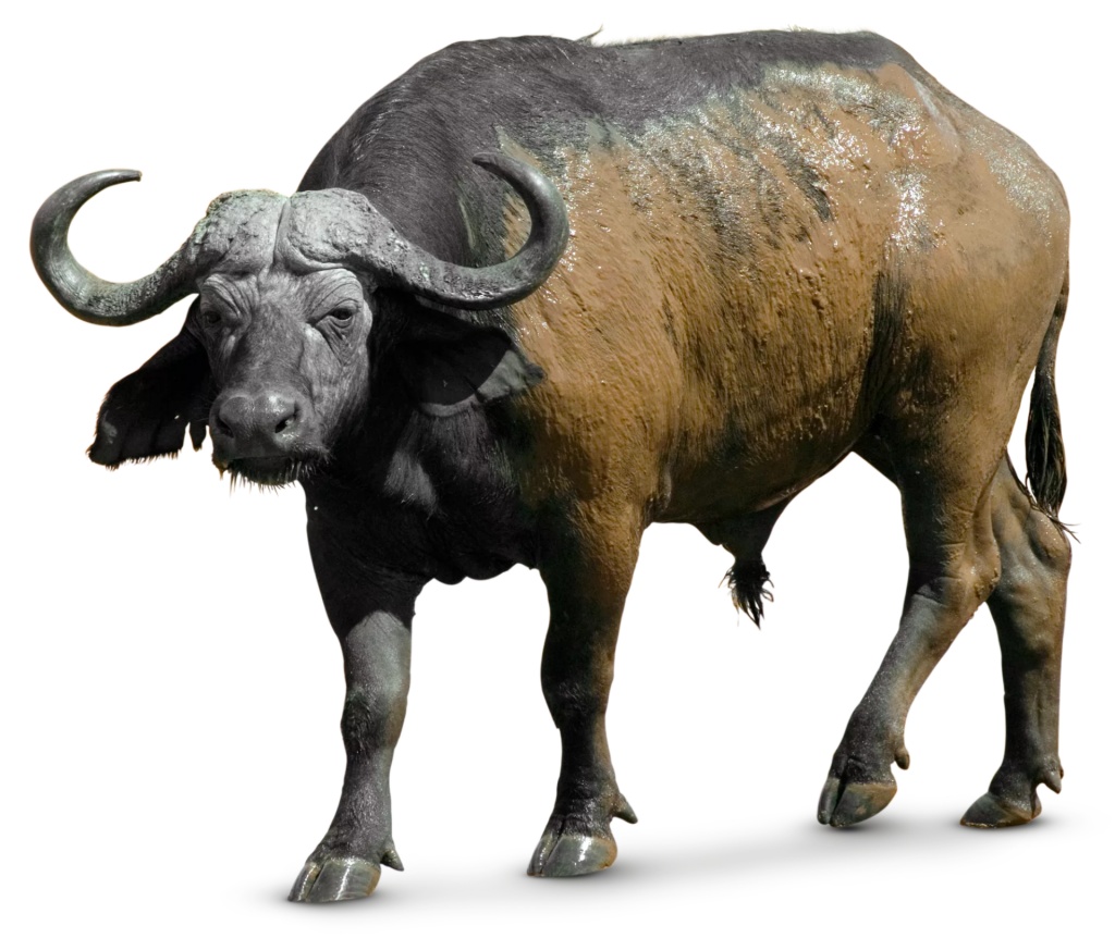 African Buffalo | Zoo tycoon movie Wikia | Fandom