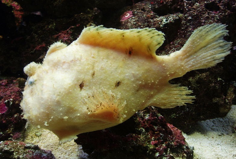 Warty Frogfish | Zoo tycoon movie Wikia | Fandom