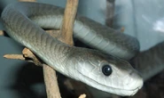 Black Mamba