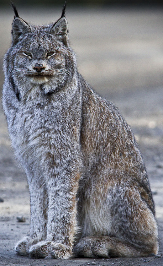 Creature Feature: Canada Lynx