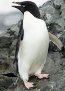 Pablo the Penguin (Jake Goldberg)