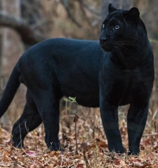 melanistic leopard