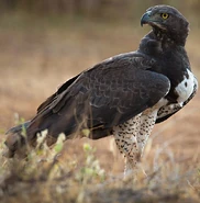 Martial Eagle