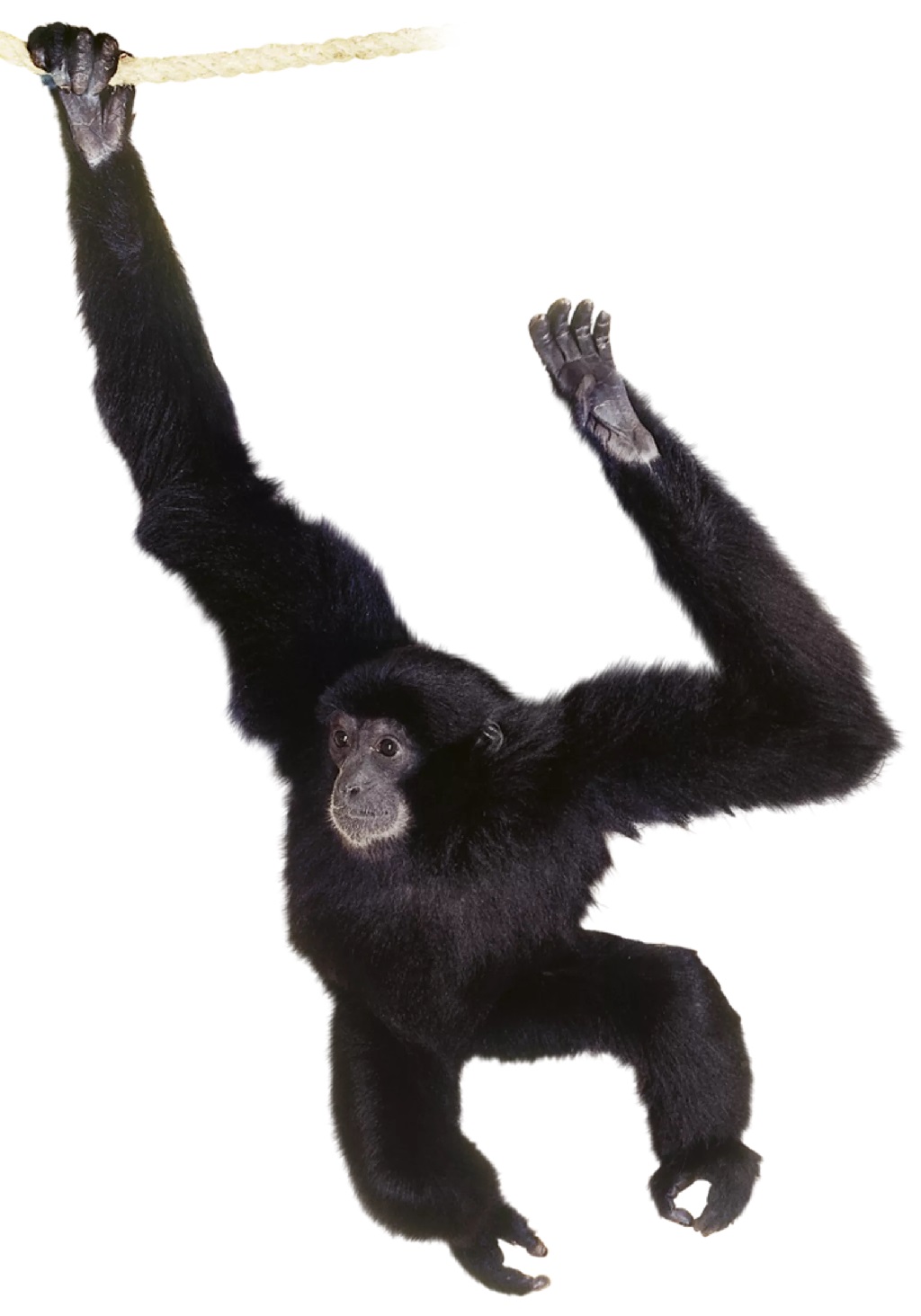 Siamang (Zoo Tycoon 2 World), ZT2 Download Library Wiki