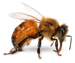 Western Honey Bee | Zoo tycoon movie Wikia | Fandom