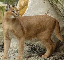 Caracal zoo icon