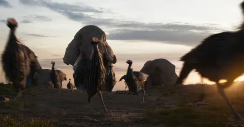 Vulturine Guineafowl | Zoo tycoon movie Wikia | Fandom