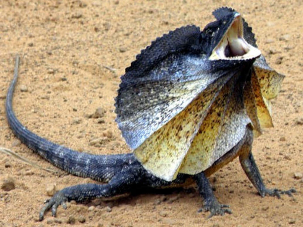 What Are Apparently Frilled Neck Lizards And Their Quirks?, 52% OFF