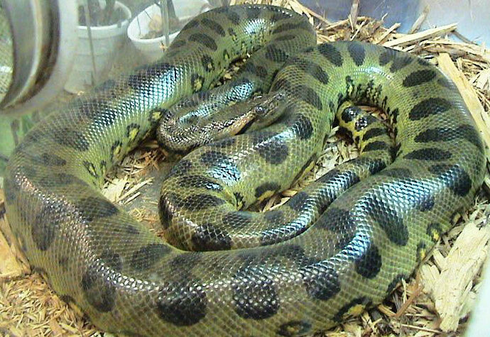 Green Anaconda Zoo Tycoon Movie Wikia Fandom Green Anaconda Zoo Tycoon Movie Wikia Fandom