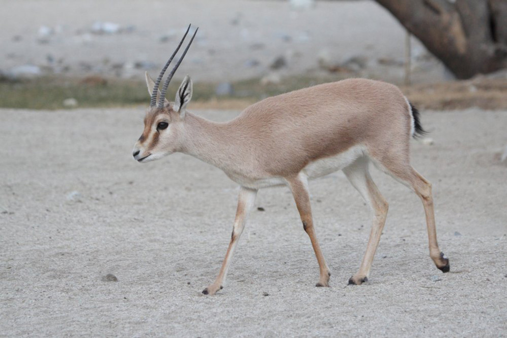 rhim gazelle