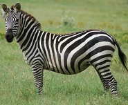 John the Grant's Zebra (Albert Brooks)