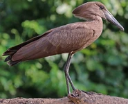 Hamerkop