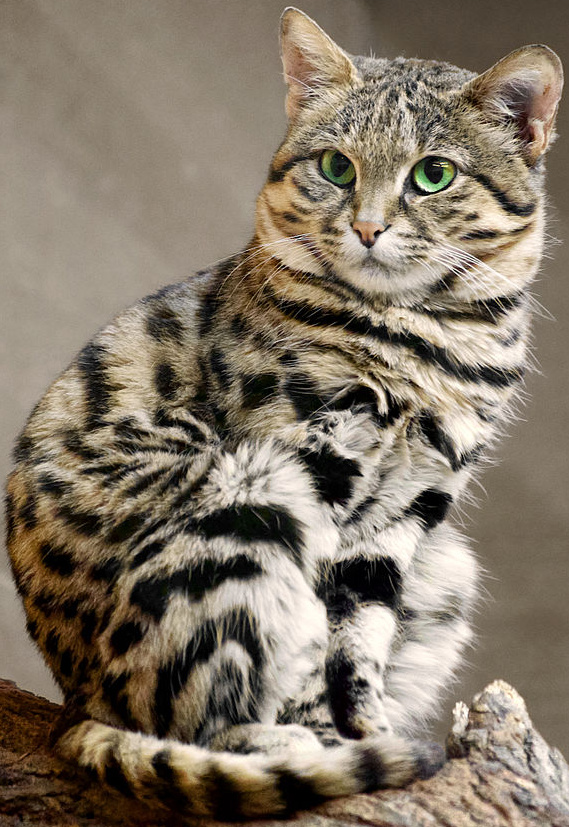 Самые красивые кошки