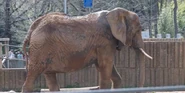 Memphis Zoo Elephant.png (2.37 MB) Kosti the East African Bush Elephant (Madge Sinclair)
