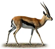 Tom the Thomson's Gazelle (Chris Brown)
