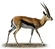 Thomson's Gazelle